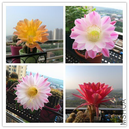 initpintu_����.jpg