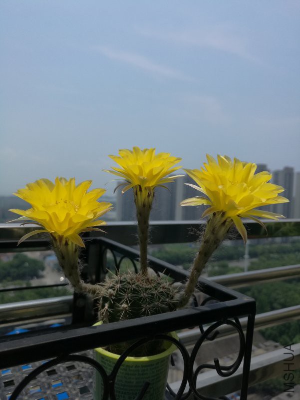 IMG_20180629_115059.jpg