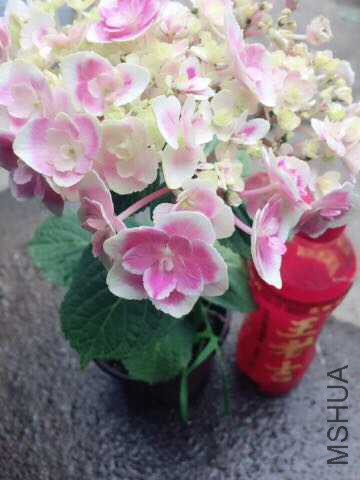 DF9E24B1-12CC-4B43-B1D3-A7712FB6AEA8.jpeg
