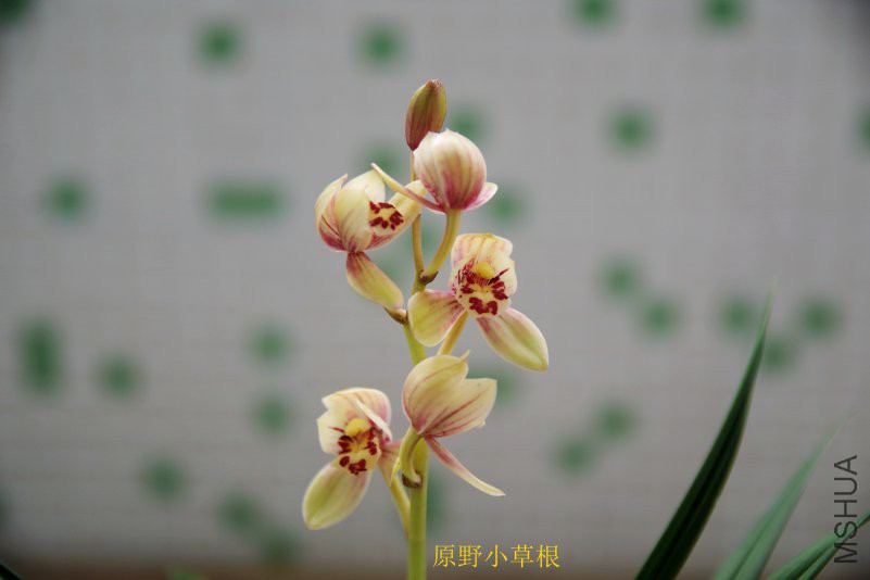 IMGP1216.JPG