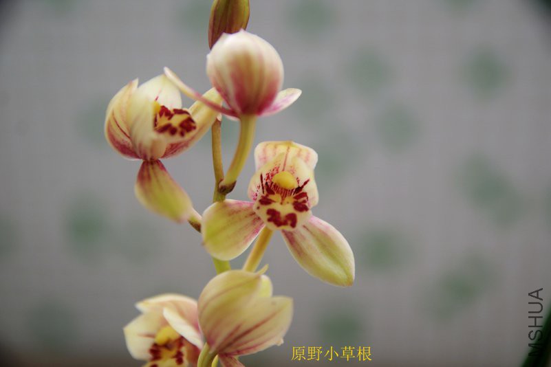 IMGP1218.JPG