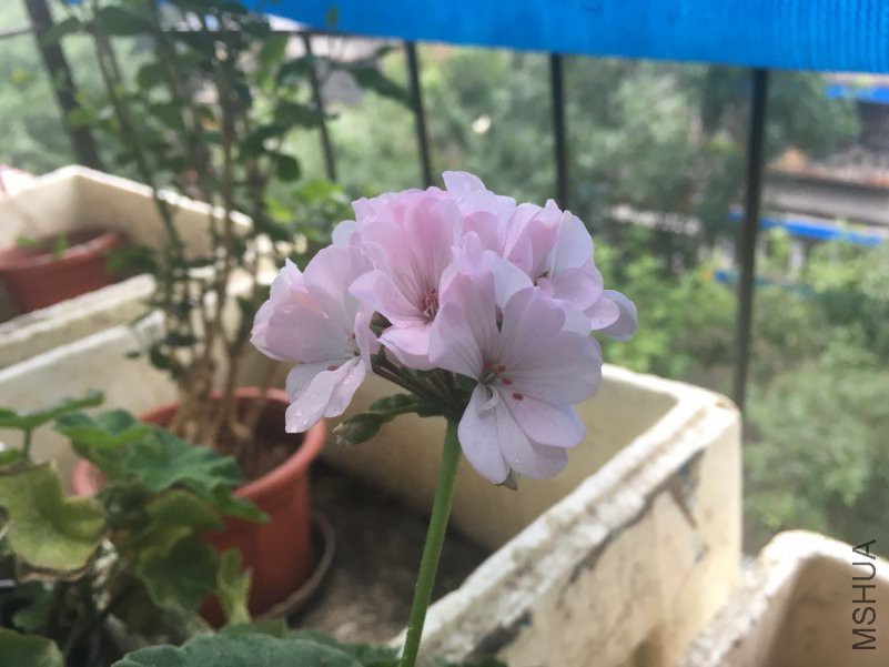 ΢��ͼƬ_20180714171745.jpg