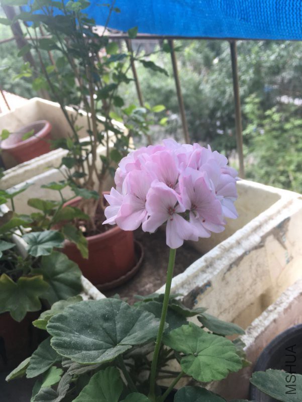 ΢��ͼƬ_20180714171807.jpg