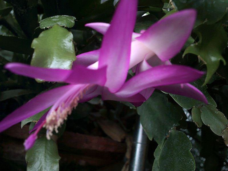 DSCF0016 (2)_����.jpg