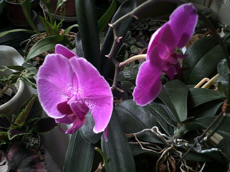 DSCF0013 (2)_����.jpg