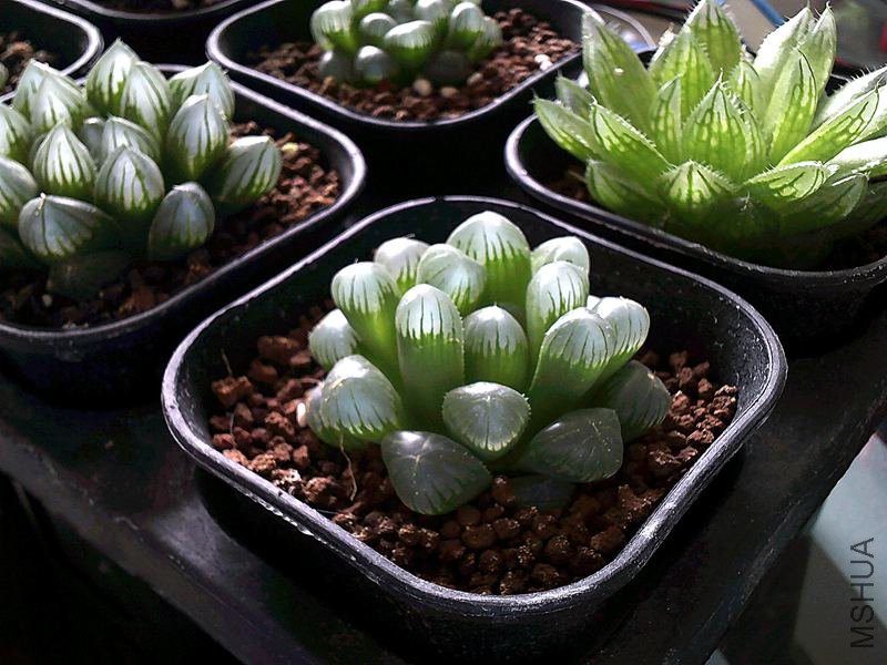 DSCF0001 (3)_����.jpg