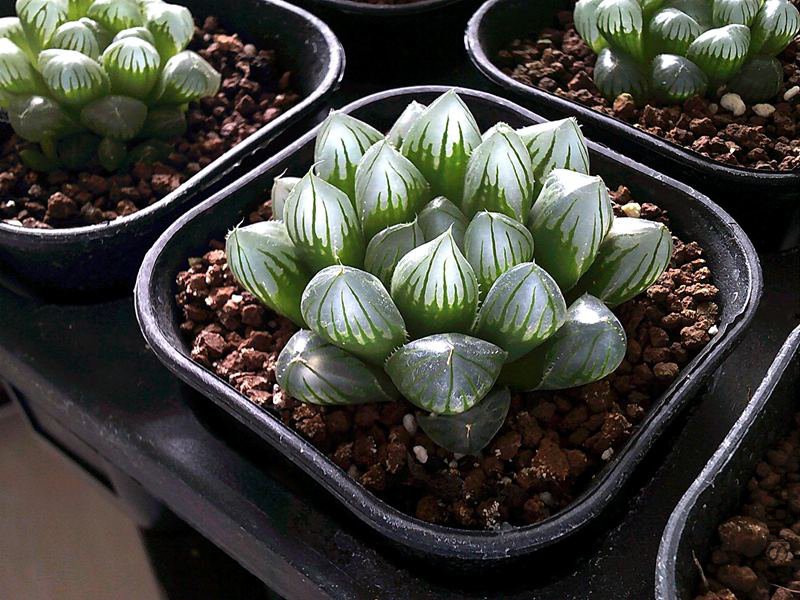 DSCF0003 (4)_����.jpg