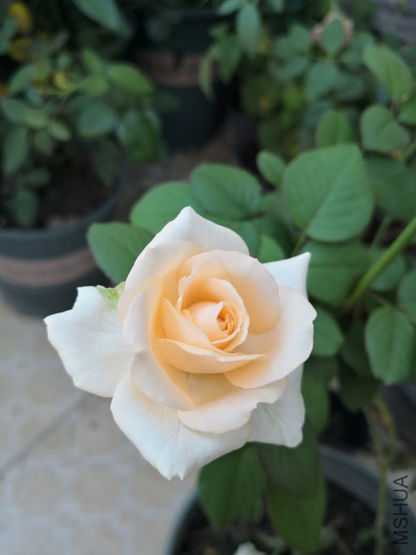IMG_20180715_084903.jpg