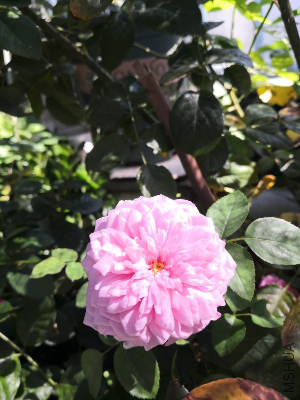 IMG_20180715_084927.jpg