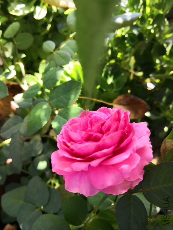 IMG_20180715_084939.jpg