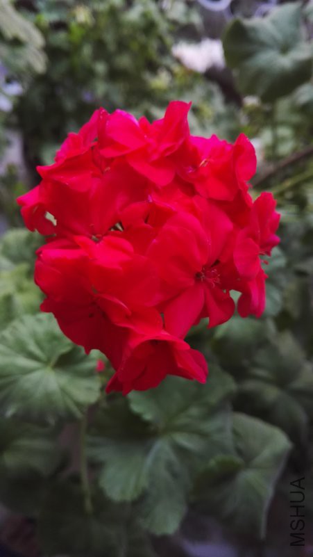 IMG_20180404_055746.jpg