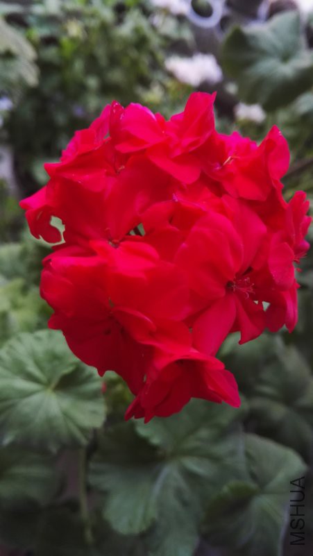 IMG_20180404_055749.jpg