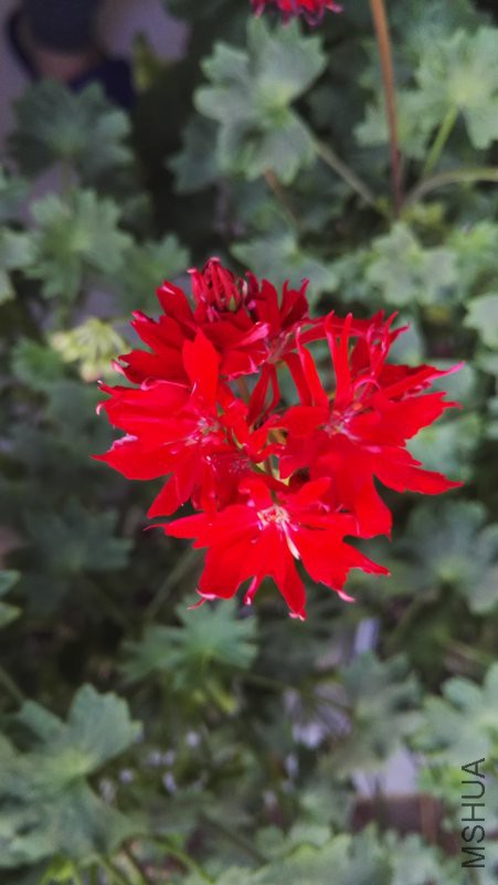 IMG_20180404_055957.jpg