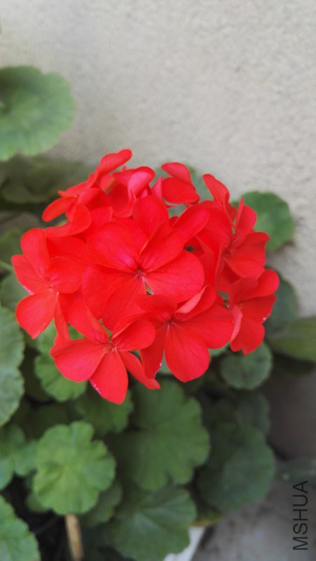 IMG_20180619_134158.jpg