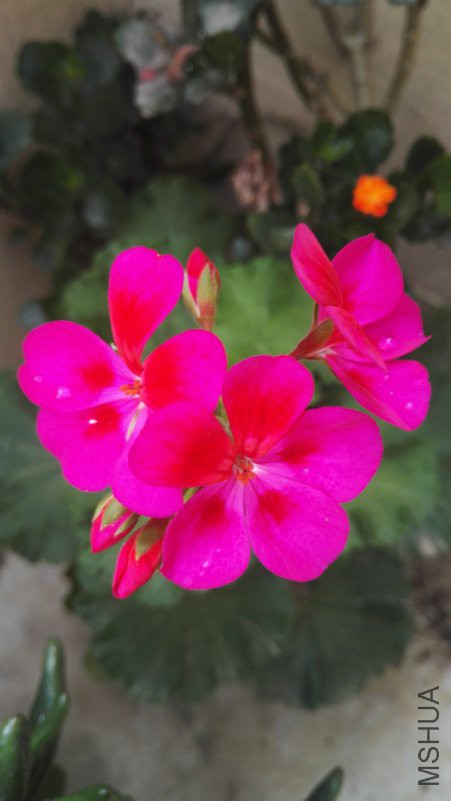 IMG_20180619_134504.jpg