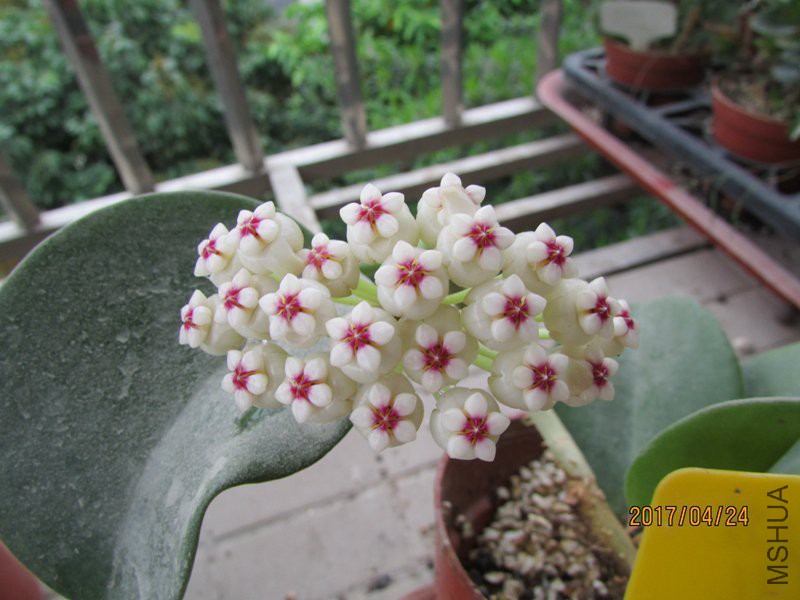 IMG_0062011.jpg