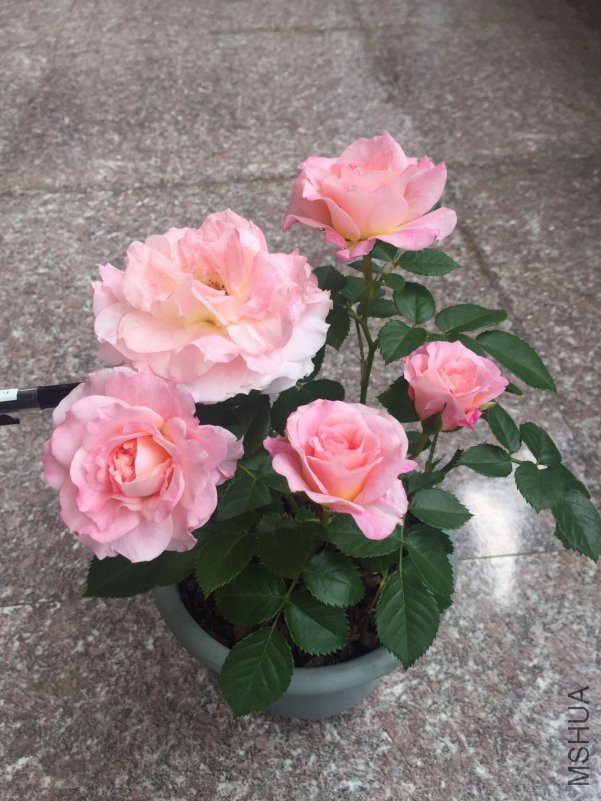 ΢��ͼƬ_20180717150814.jpg