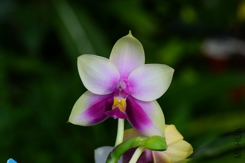 DSC_5234.JPG
