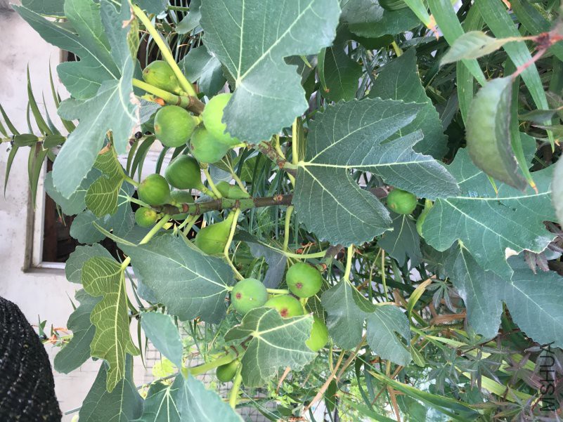 ������֦