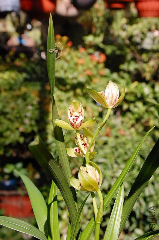 DSC_62420042.JPG