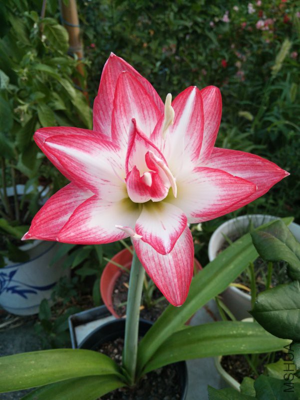 ΢��ͼƬ_20180720101903.jpg