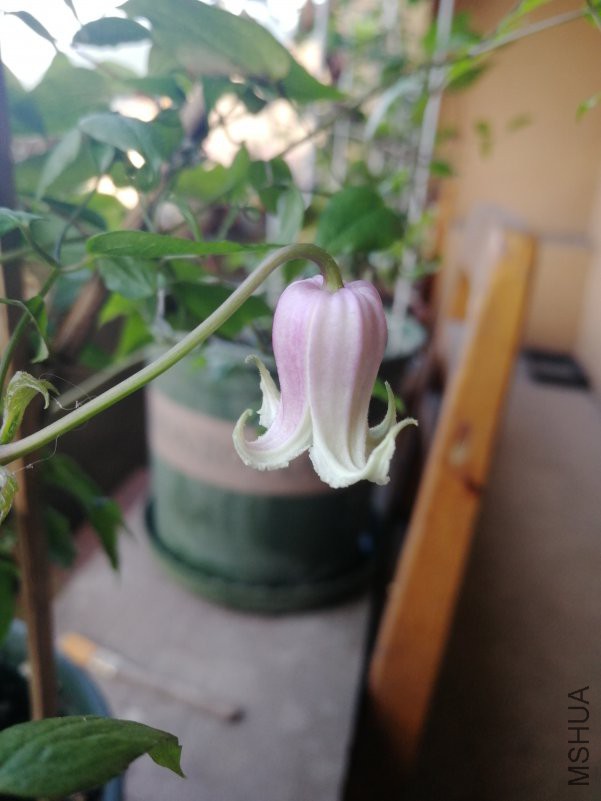IMG_20180713_073900.jpg
