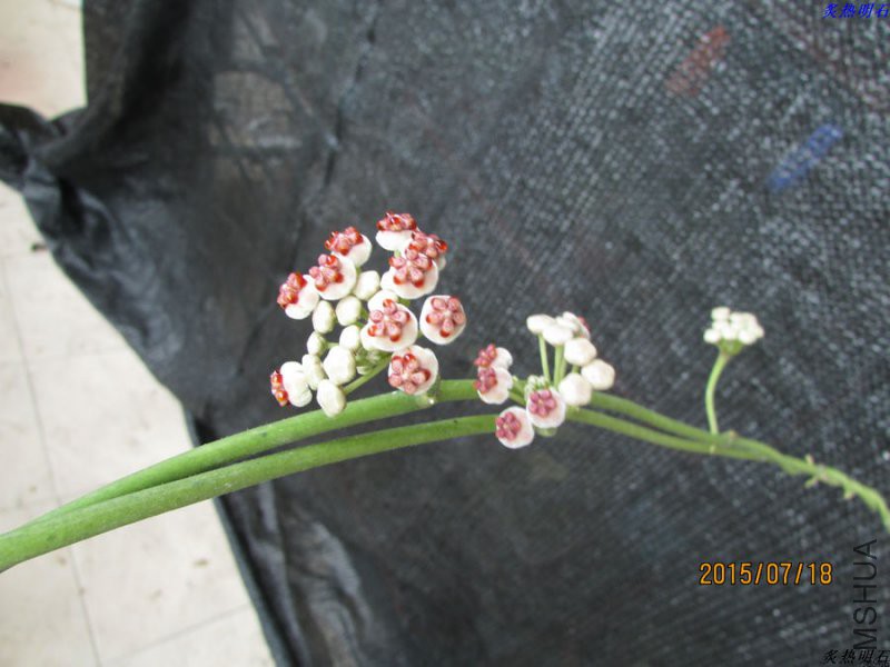 IMG_7685_nEO_IMG.jpg