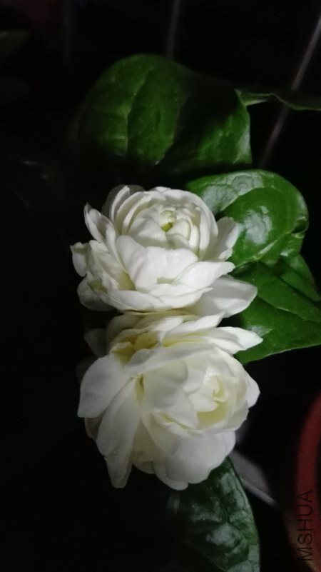IMG_20180722_213031.jpg