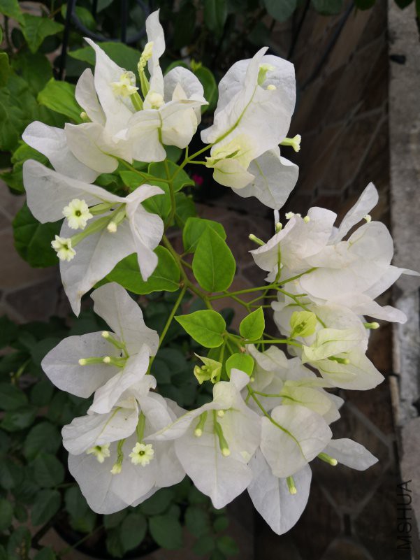 IMG_20180701_072743.jpg