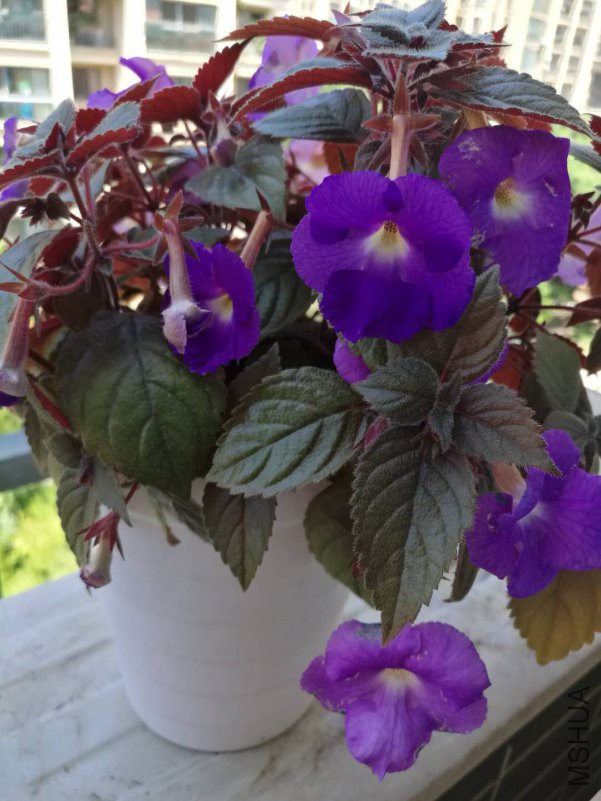 ΢��ͼƬ_20180724173001.jpg