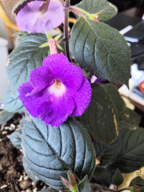 IMG_20180725_083758.jpg
