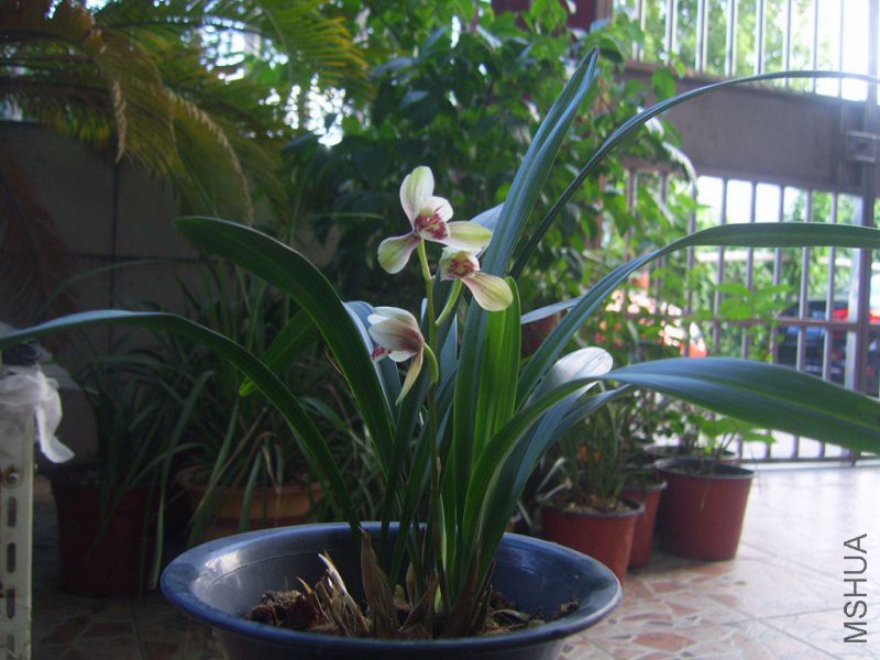 SV109437.JPG