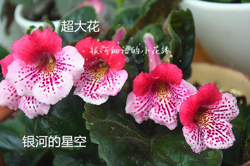 DSC_3362_����.jpg