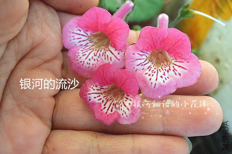 DSC_3393_����.jpg