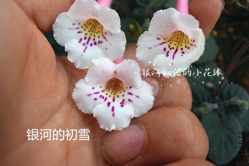 DSC_3374_����.jpg