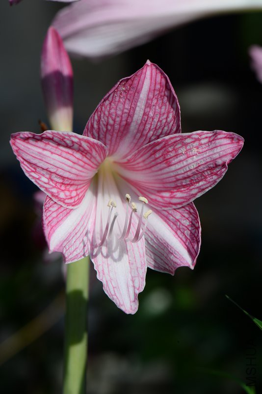 DSC_0176.JPG