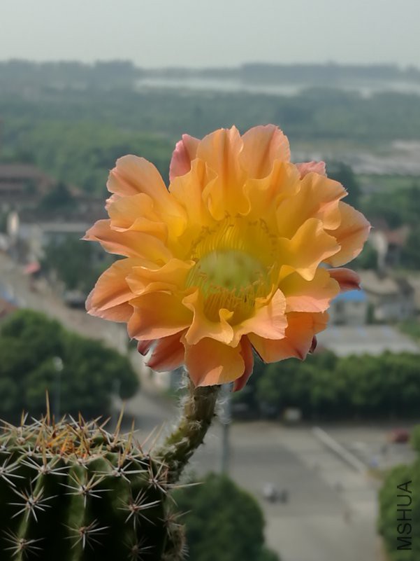 IMG_20180729_093414.jpg