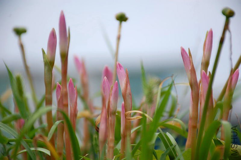 DSC_81350113.JPG