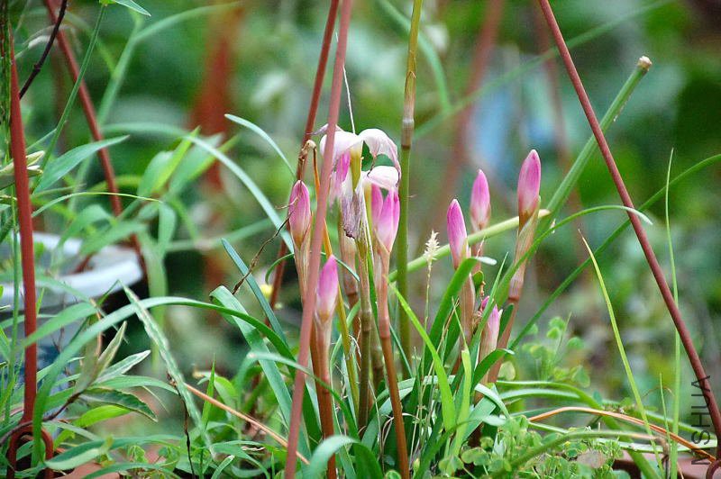 DSC_83660344.JPG