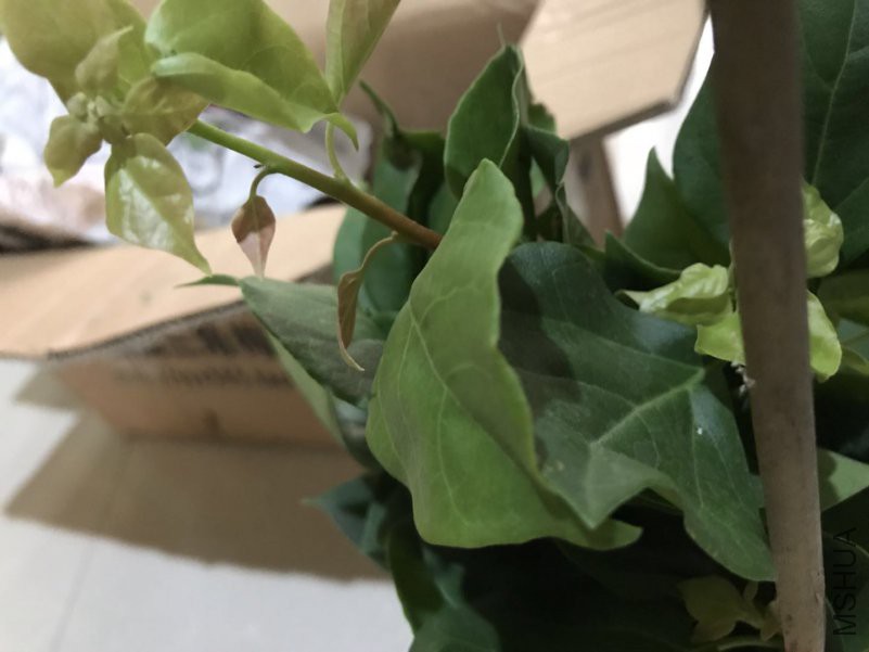 ΢��ͼƬ_20180805135314.jpg