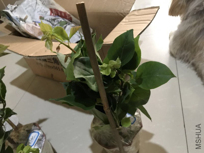 ΢��ͼƬ_201808051353131.jpg