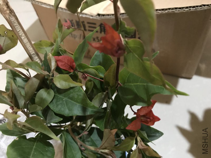 ΢��ͼƬ_201808051353141.jpg