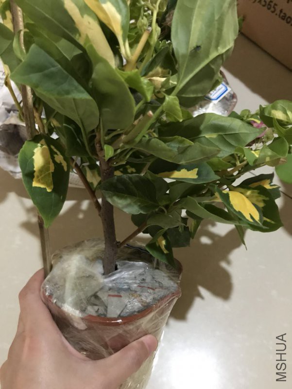 ΢��ͼƬ_201808051353142.jpg