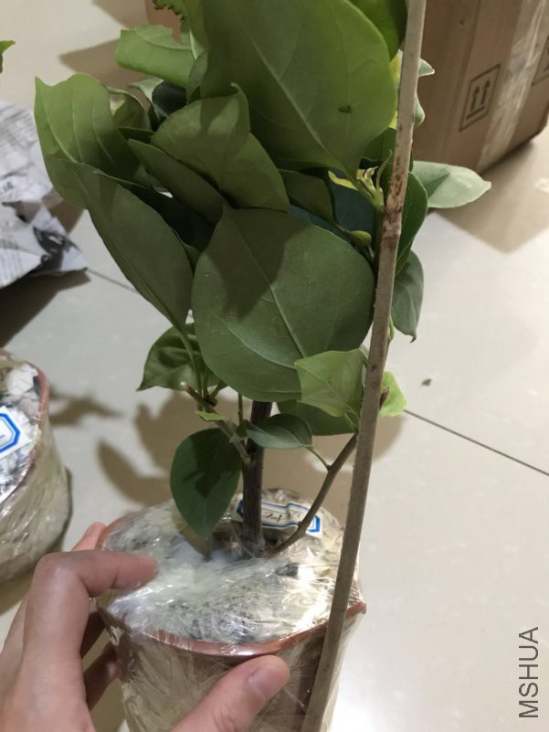 ΢��ͼƬ_201808051353145.jpg