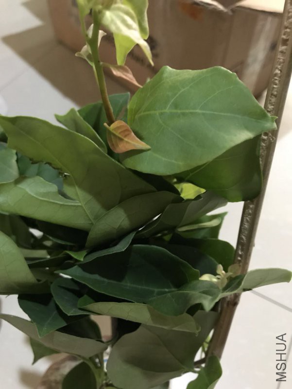 ΢��ͼƬ_201808051353144.jpg