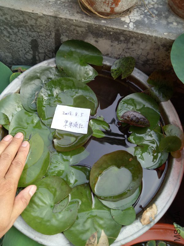 QQͼƬ20180805191537.jpg