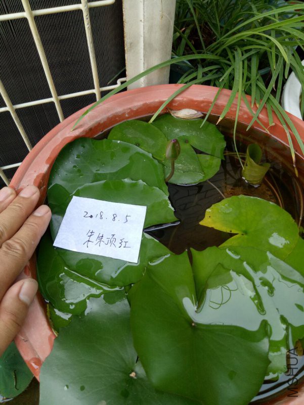 QQͼƬ20180805191614.jpg