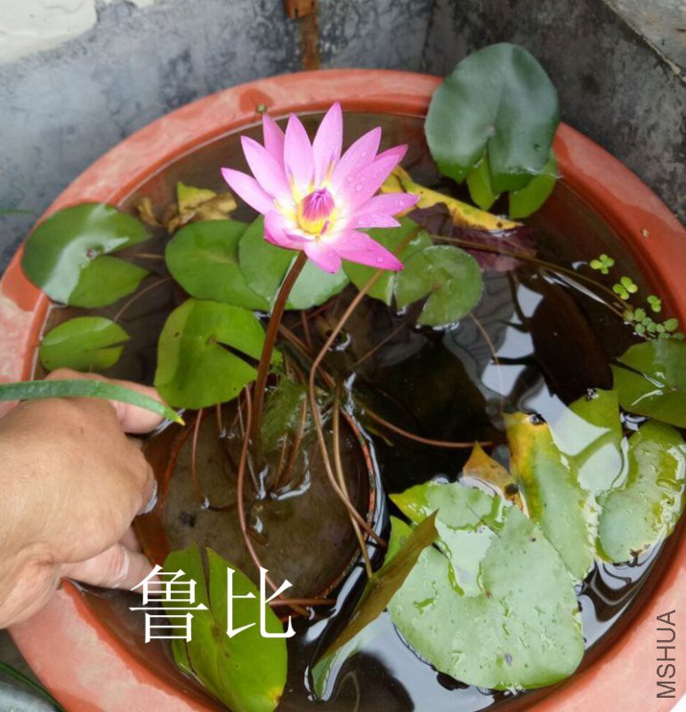 QQͼƬ20180805191623.jpg