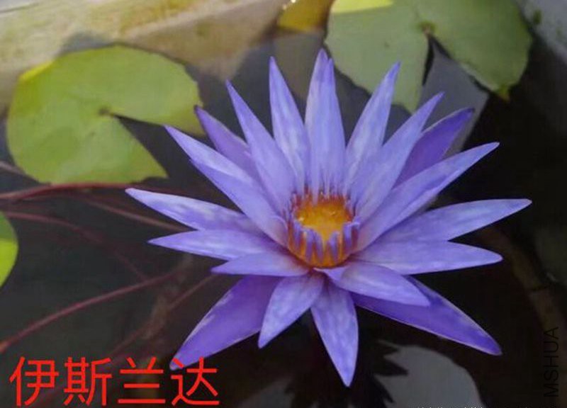 QQͼƬ20180805191619.jpg
