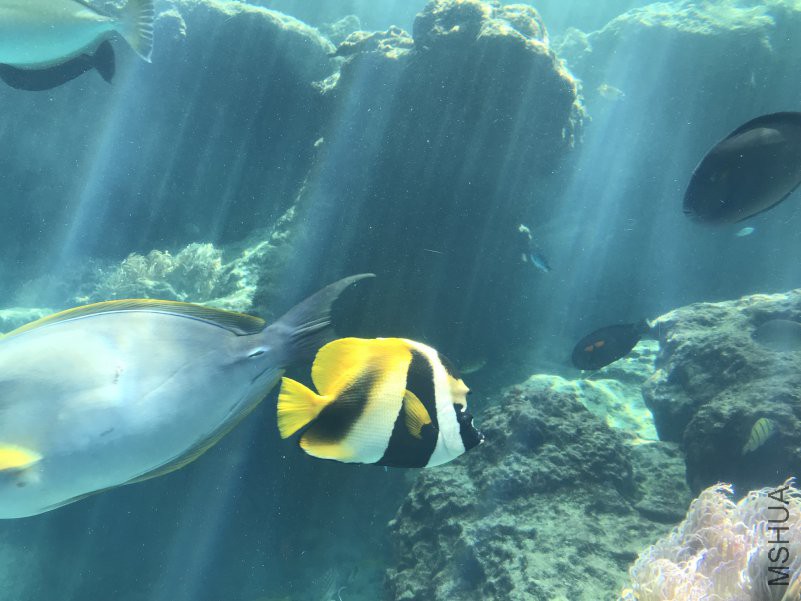 ����ˮ���